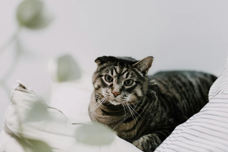 a cat is sitting near the pillows with his ears up