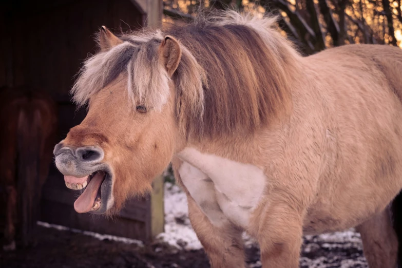 the small horse with long hair is on the snow