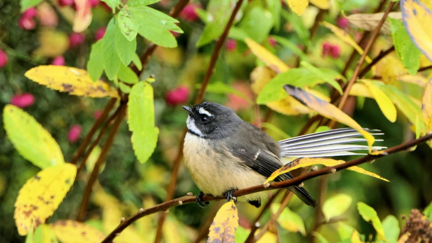 a black white gray and brown bird sitting on a nch