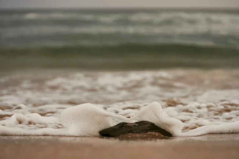 a seaweed and some white stuff laying on the beach