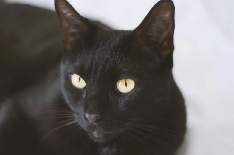 a black cat with glowing yellow eyes looking at the camera