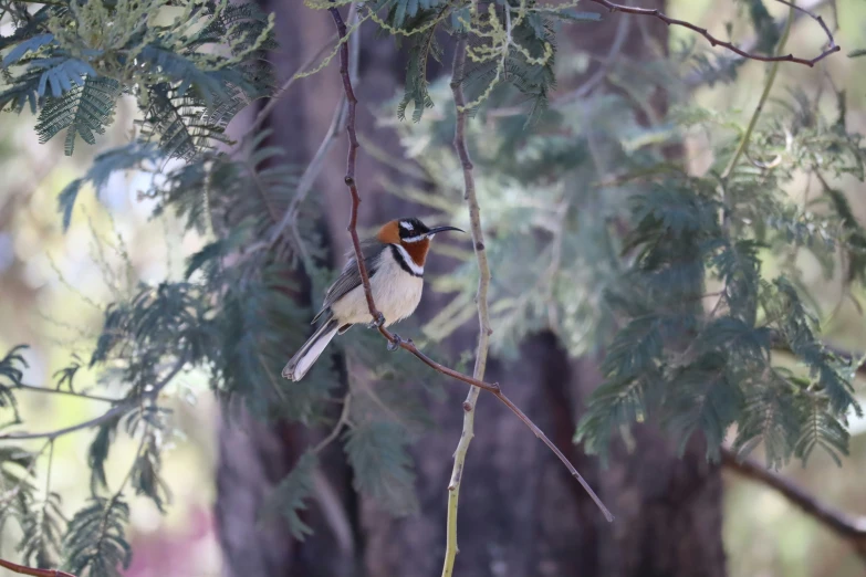 a bird perched on a tree nch with a forest background