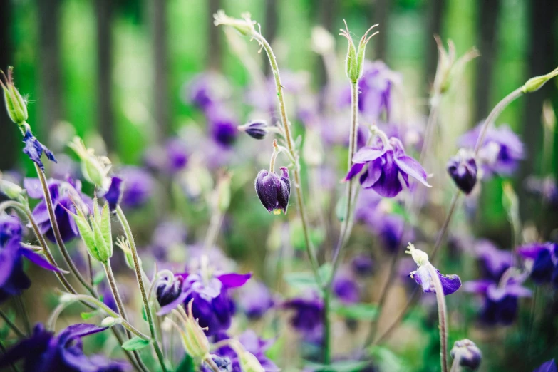 a group of purple wild flowers next to green grass