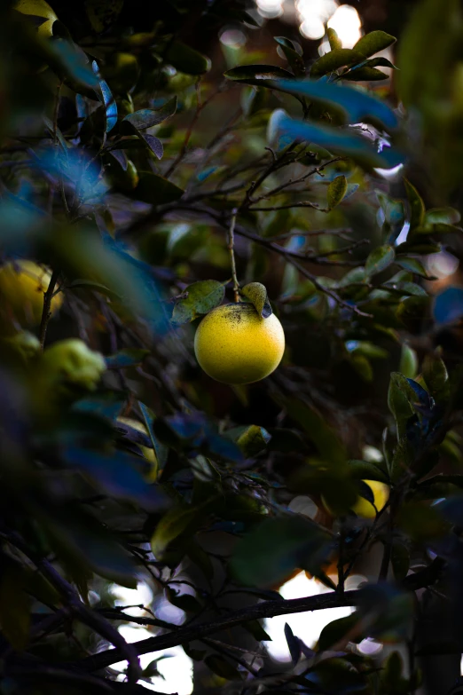 a close up of green fruit on a tree