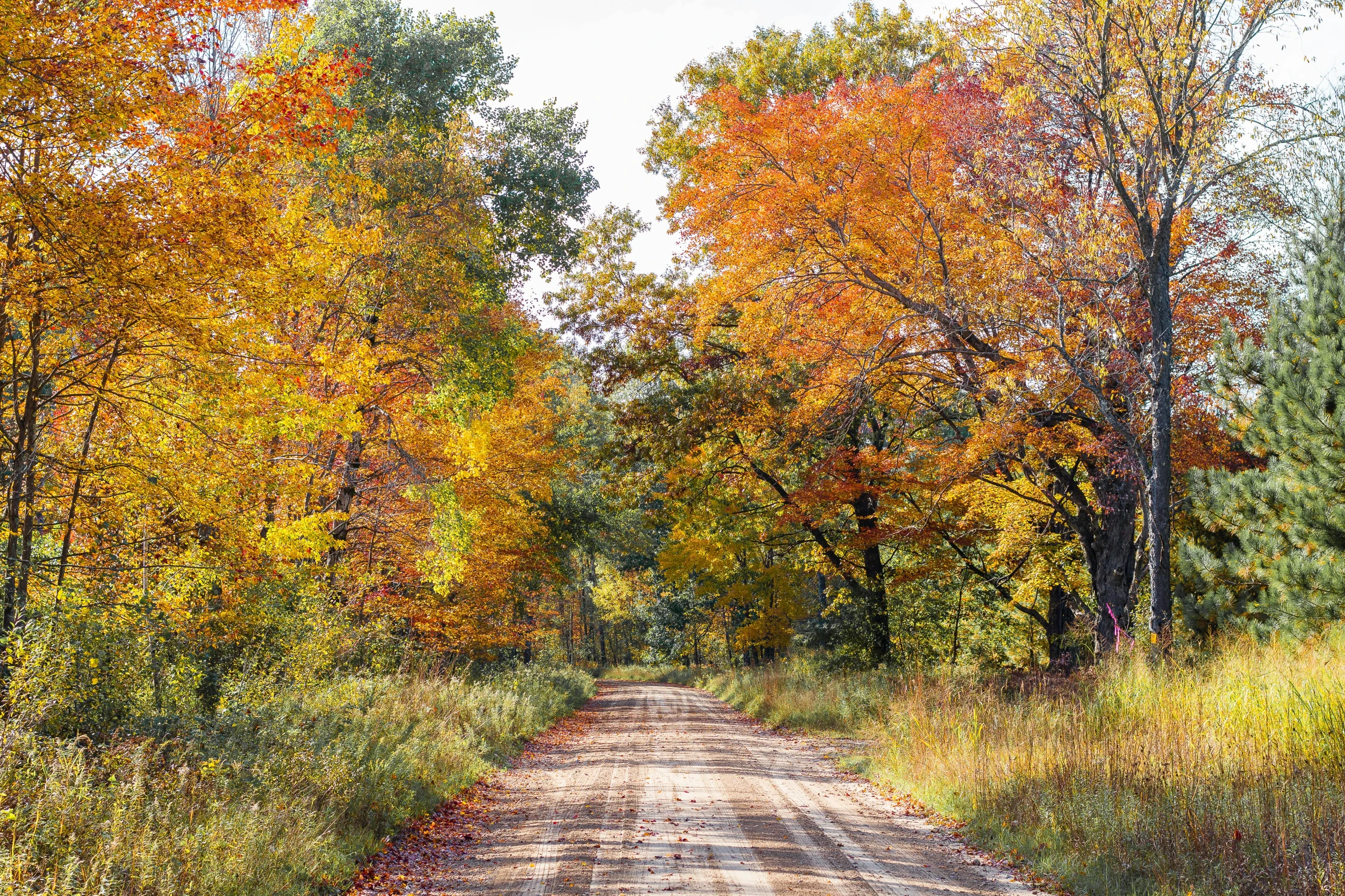 there is a dirt road going through the woods