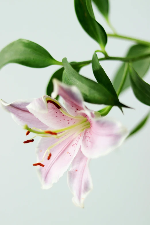 a single pink flower is shown with green leaves