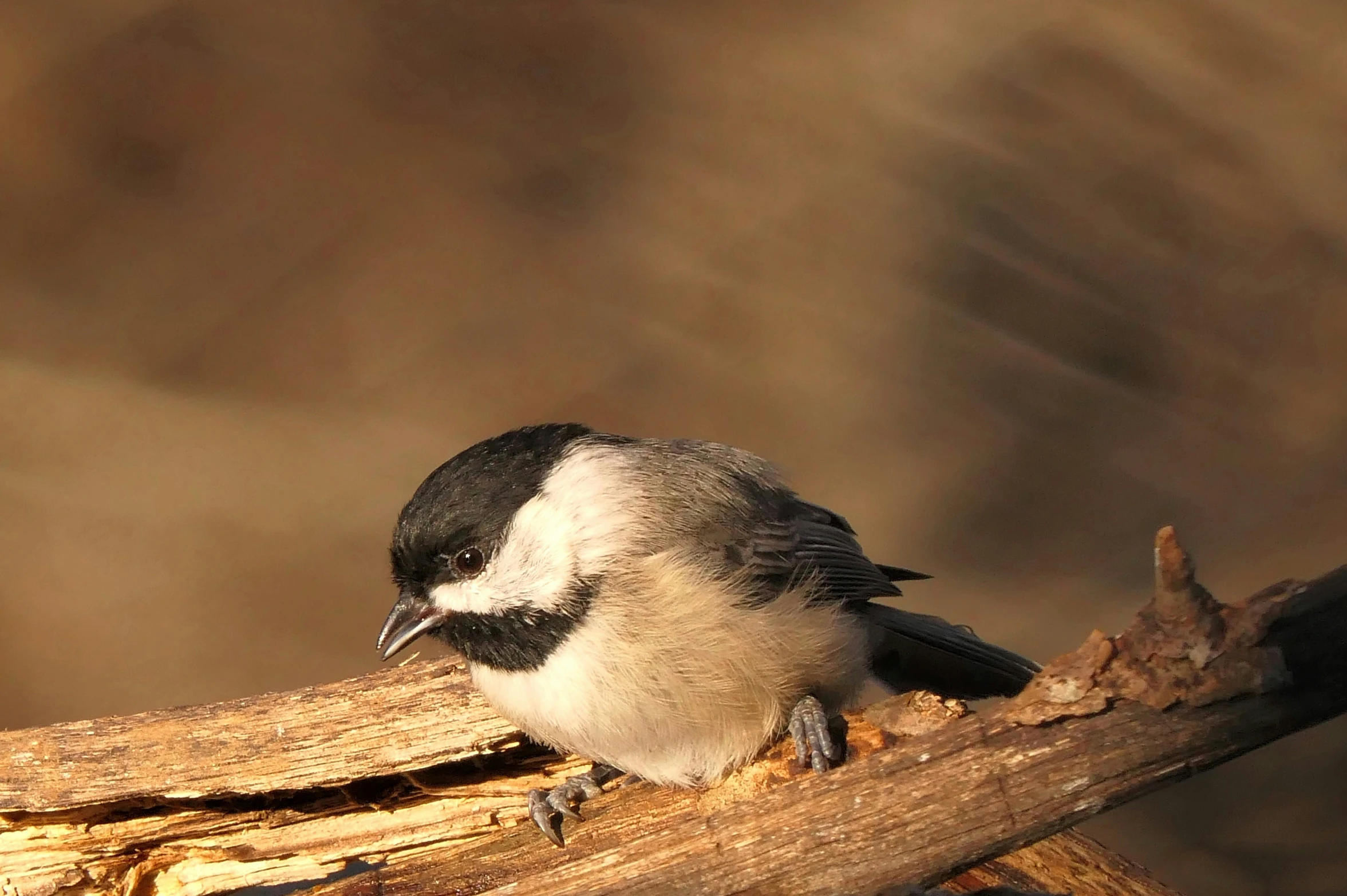 a small bird sitting on a tree nch