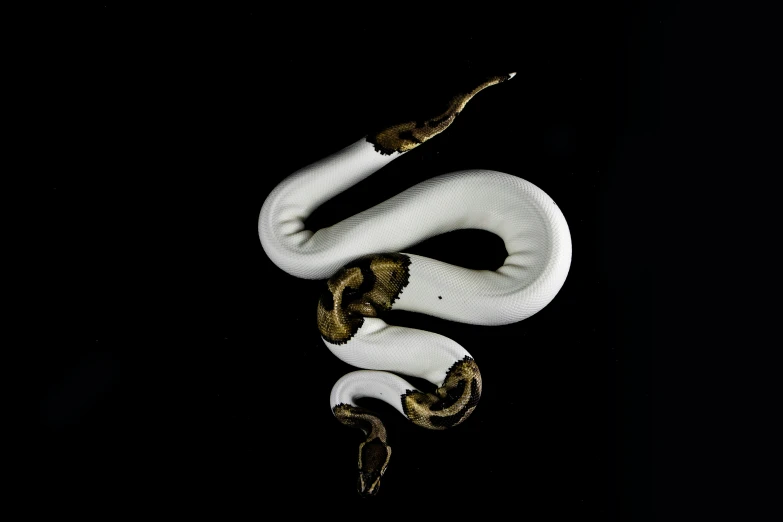 an odd snake in the night time