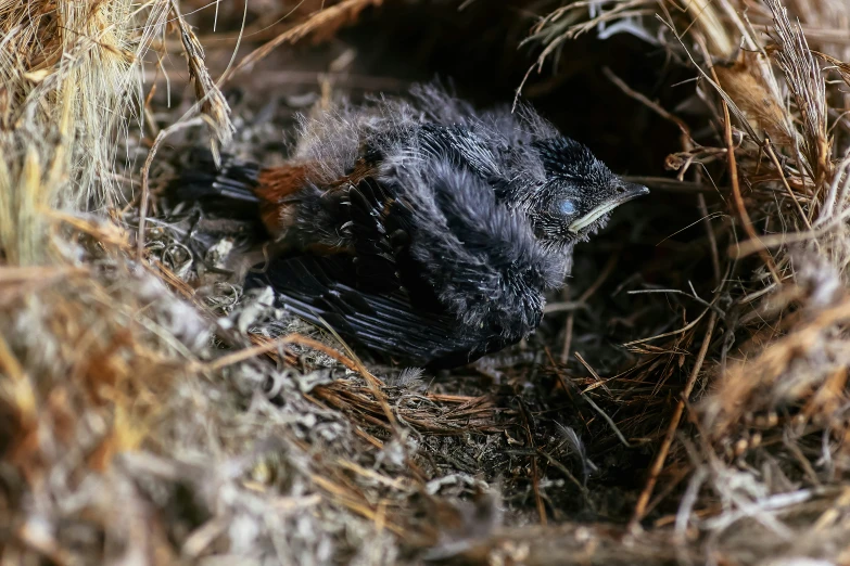 a bird that is laying down in the dirt