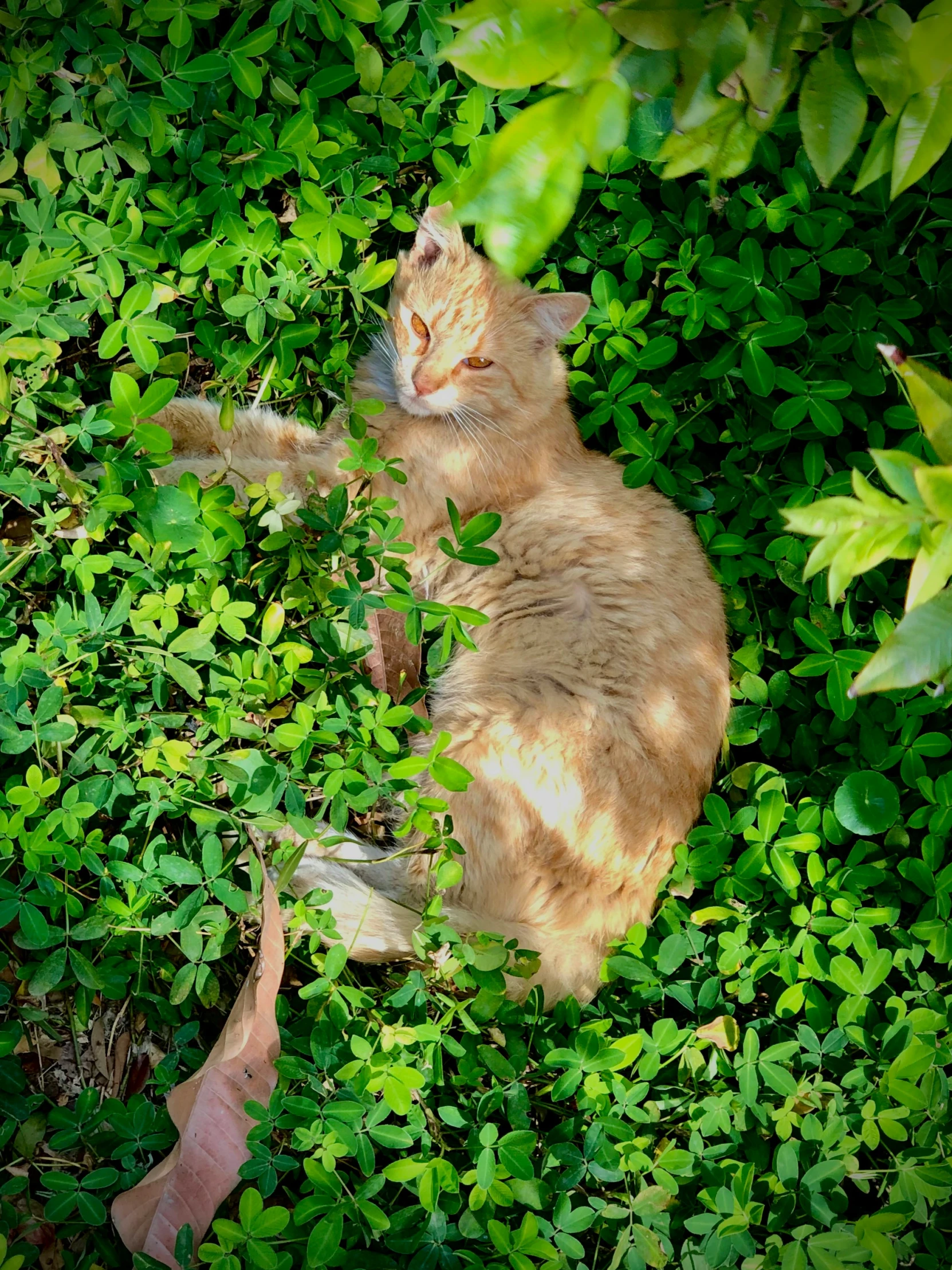 a cat sitting on the grass in the bushes