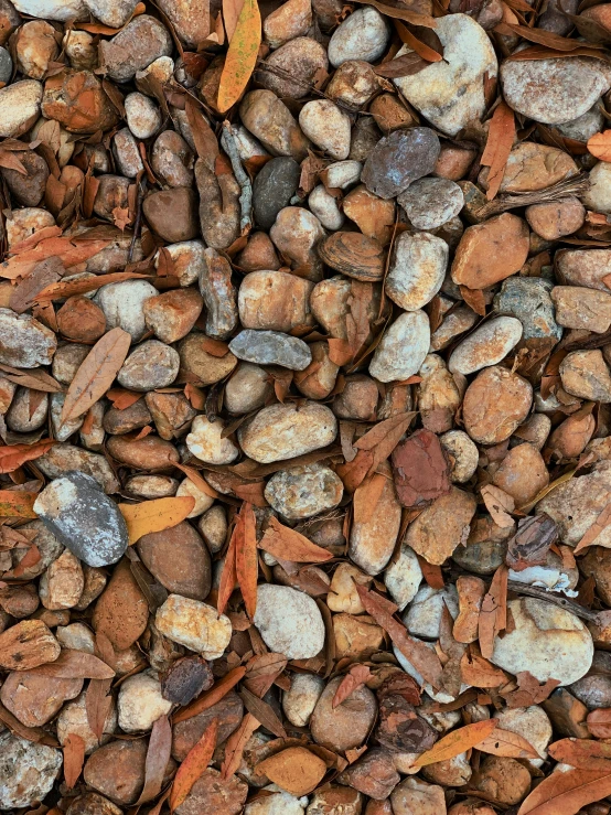 lots of rocks on the ground with leaves