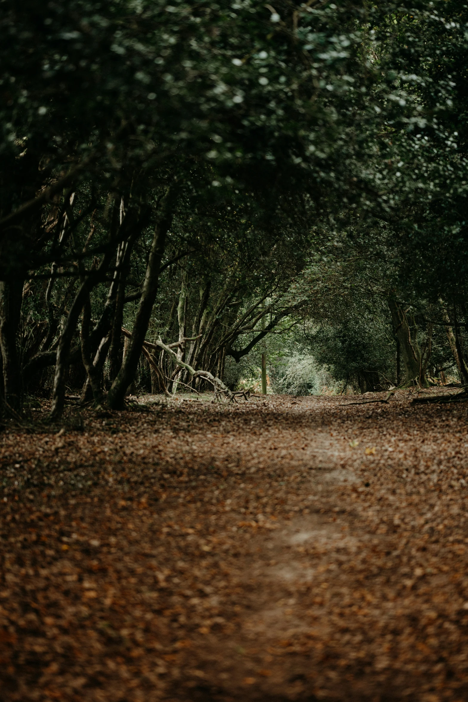 the path is empty and the leaves all around it