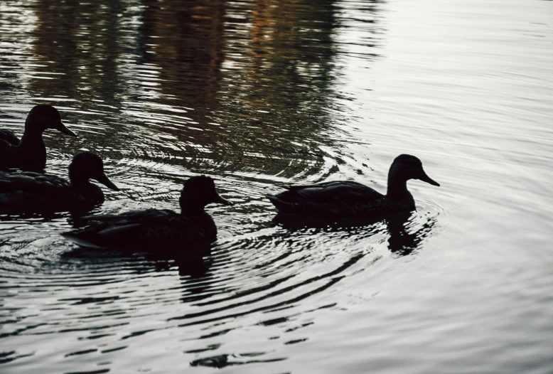 some little ducks are swimming on the water