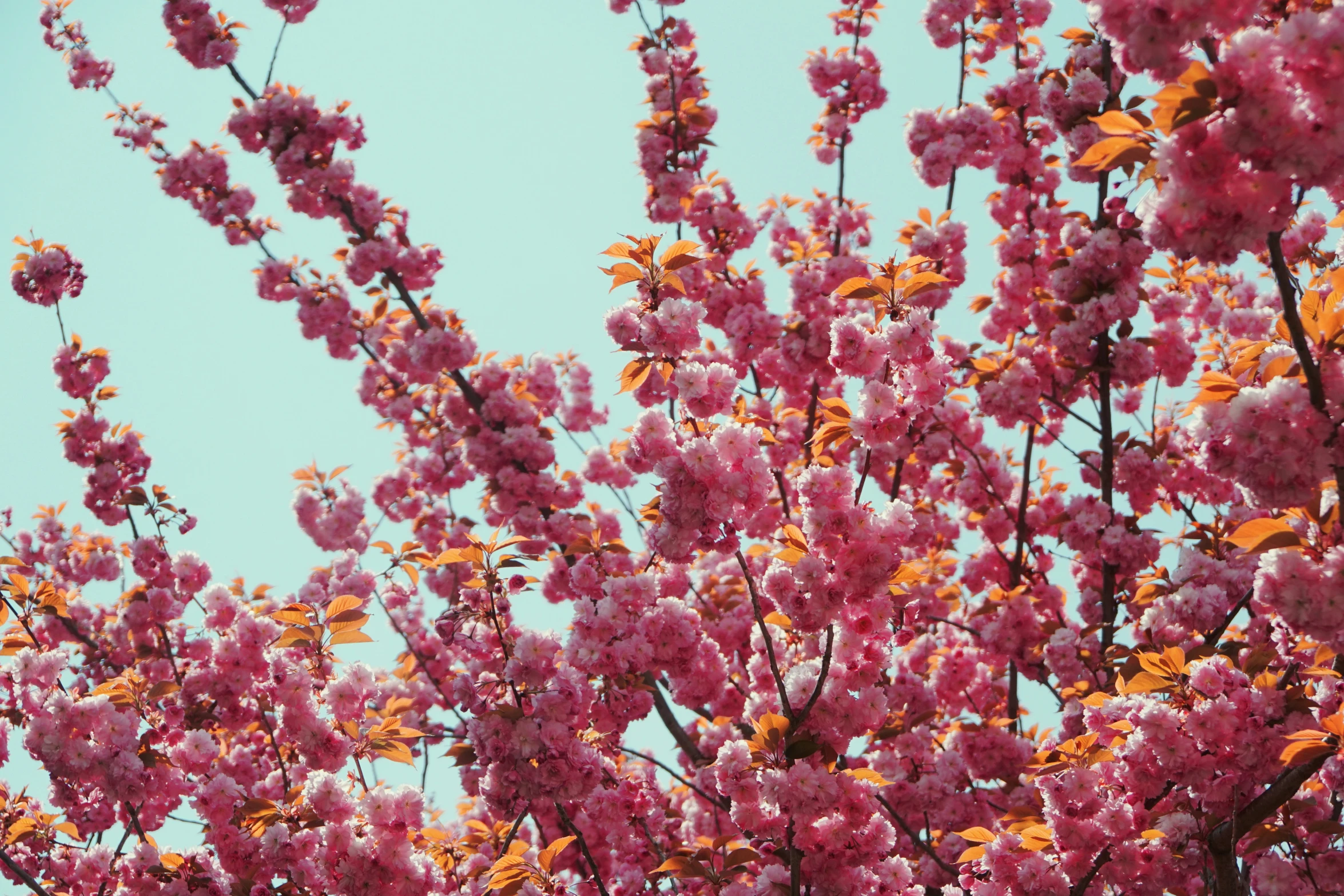 pink flowers in the nches of trees against a blue sky