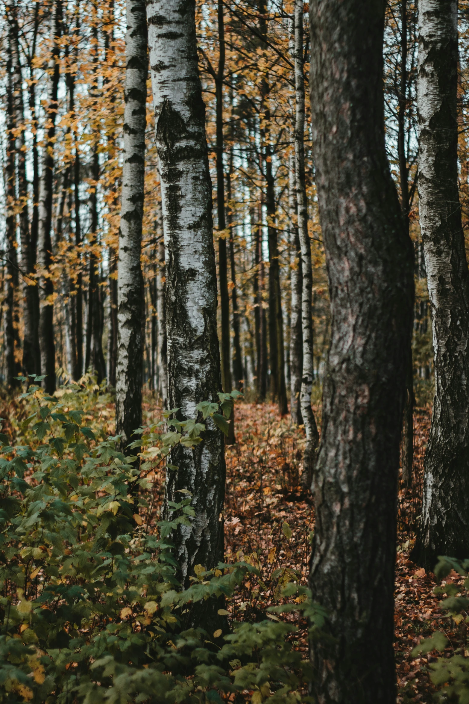 the ground is full of autumn colored trees