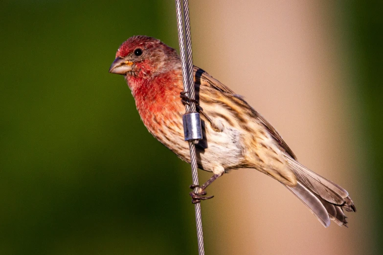 a close up view of a red and brown bird