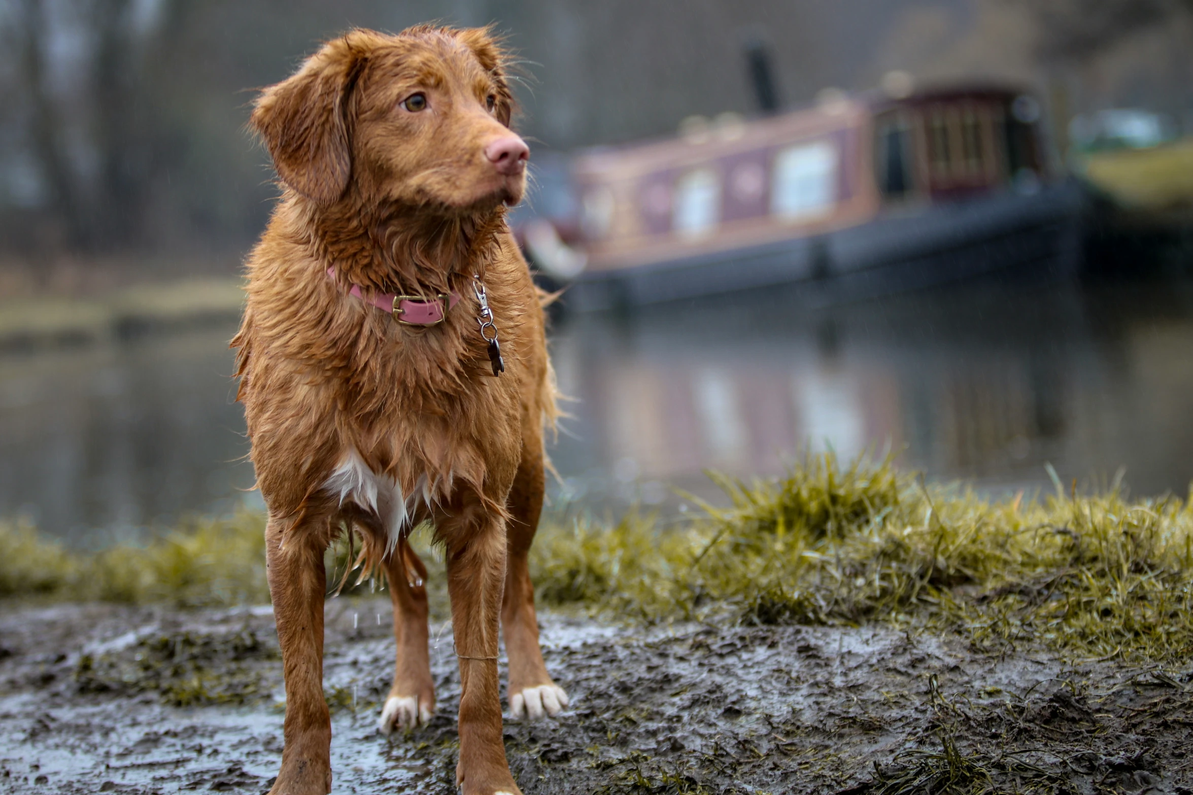 a dog stands in the mud near a small boat