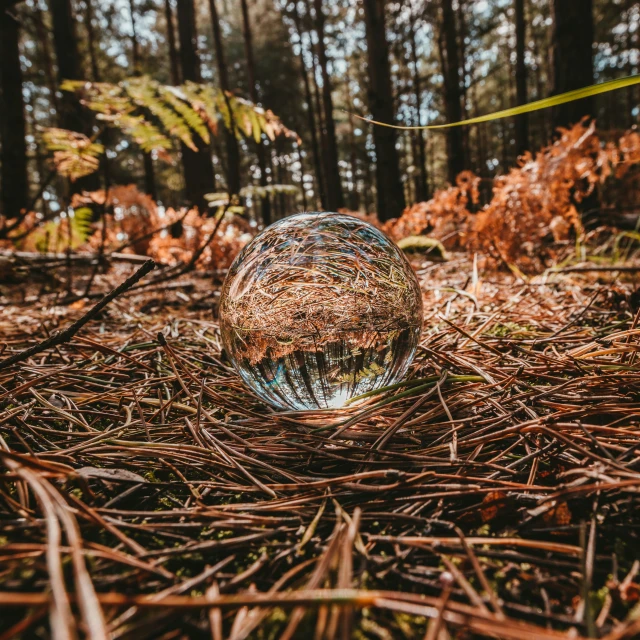 a sphere shaped object is laying on the ground in the woods