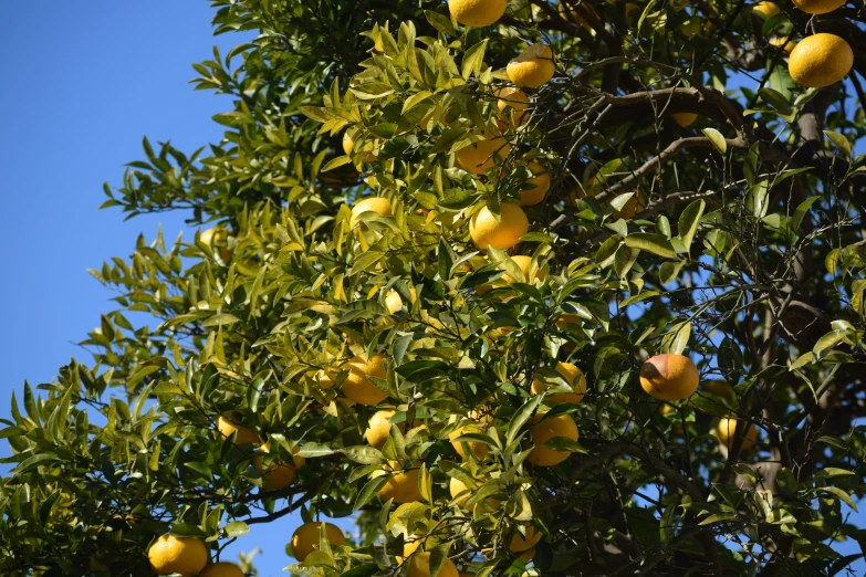 a lemon tree with oranges and leaves with blue skies in background