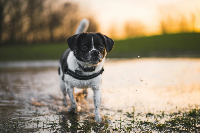 a dog is walking through the water near the grass