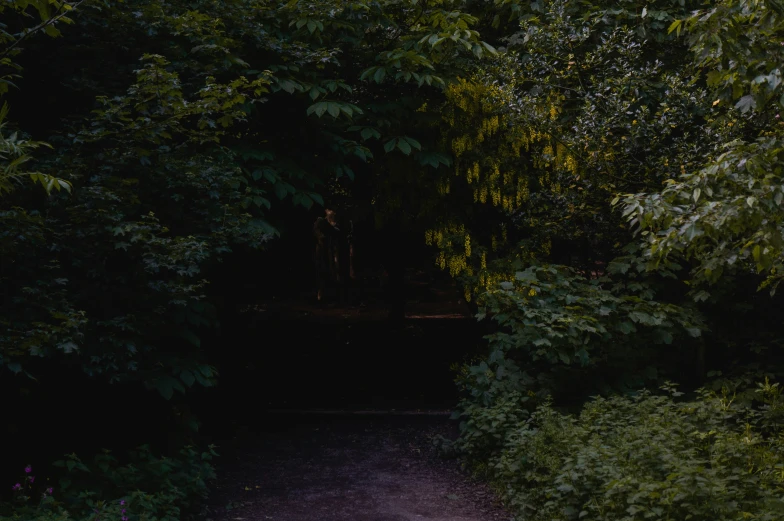 an image of the entrance to a dark woods