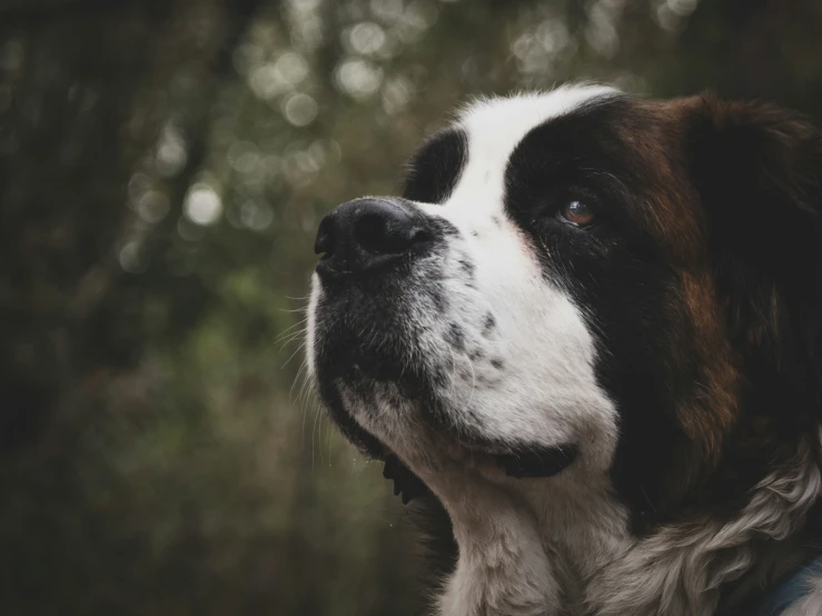 dog looking up with a forest in the background