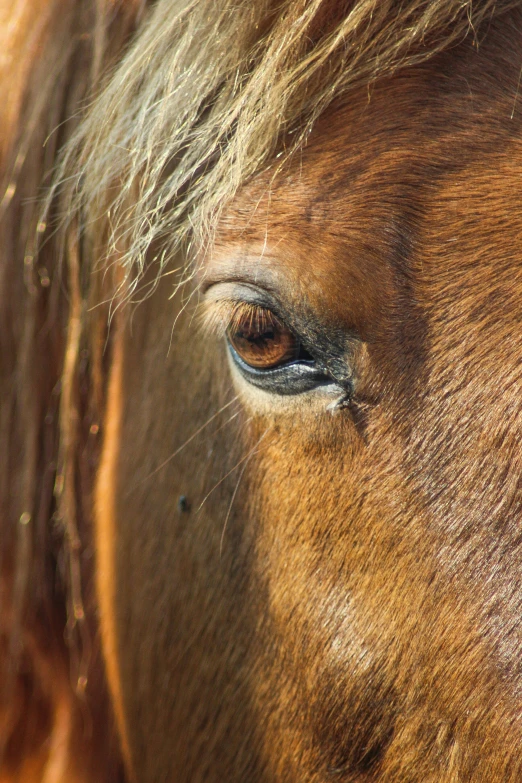 a horse is looking at the camera with brown hair