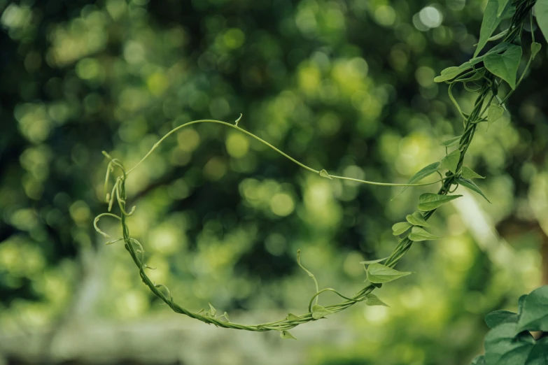 a plant that is growing with a long stem