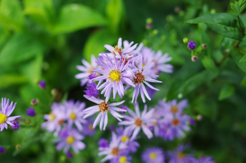 purple flowers with yellow center amongst other purple flowers