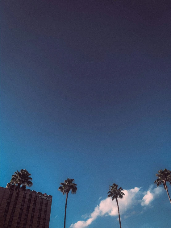 an image of a blue sky with palm trees in the foreground