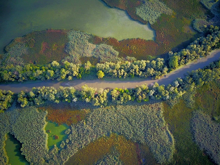 a winding road runs through trees in the woods