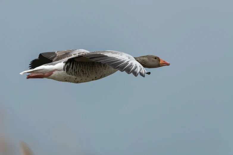 the geese have long feathers that help them fly