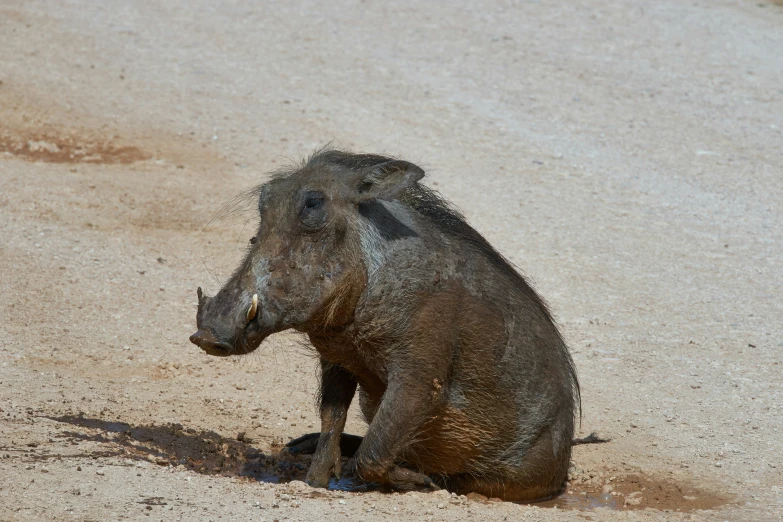 small warthog on sandy terrain near water