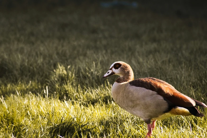 a duck that is walking in the grass