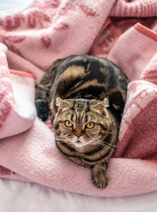 a small cat sitting on a blanket that looks like a blanket