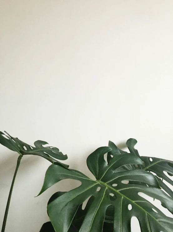 a green plant with long, curved leaves against a wall