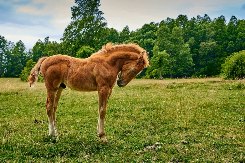 a brown horse in a field with trees in the background