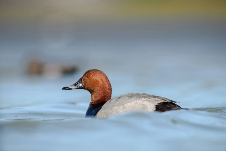 a water bird is swimming on the water