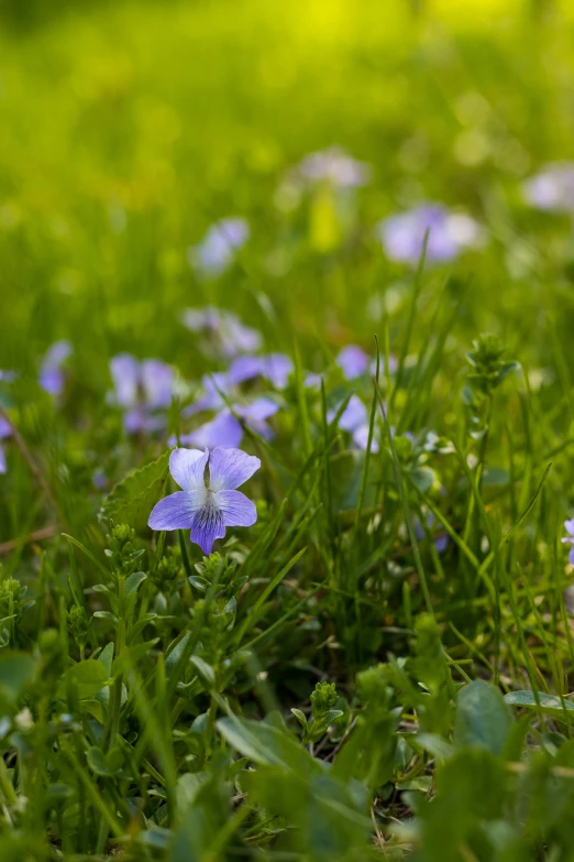 little purple flowers sitting in the grass