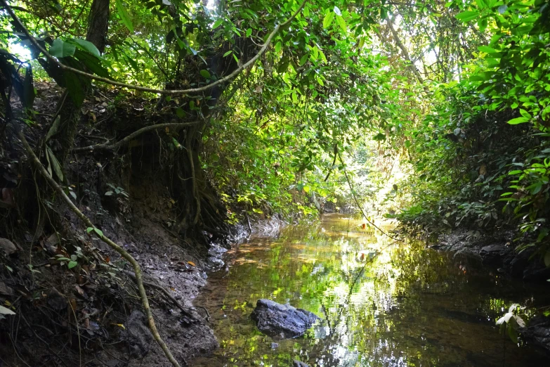 a river running through the woods with a bridge in the background