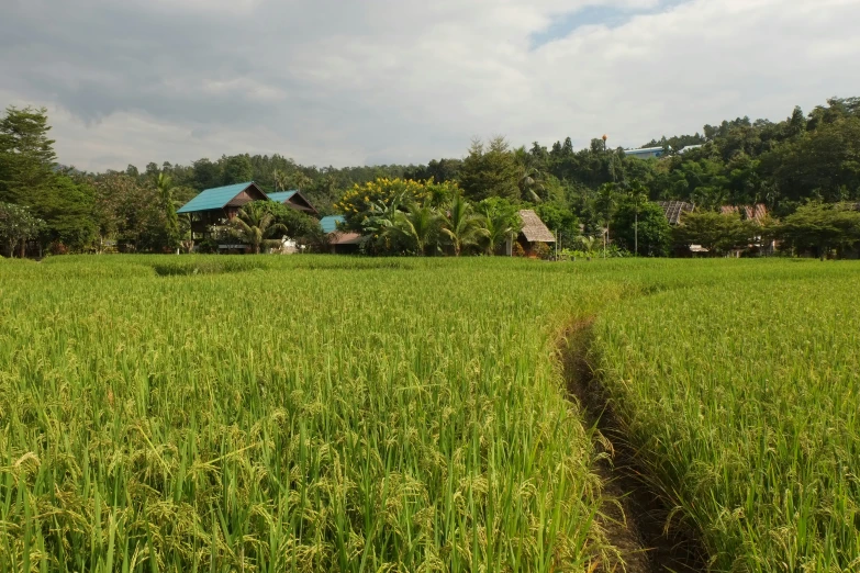 a path in the middle of a grass field