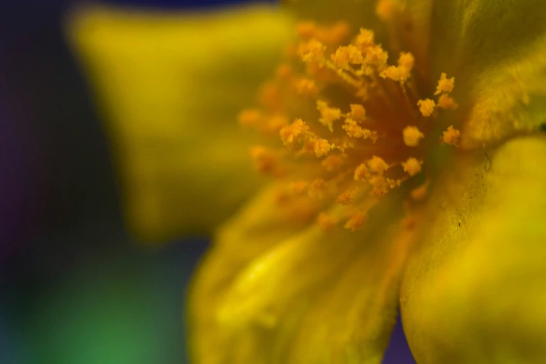 the center of a yellow flower is visible