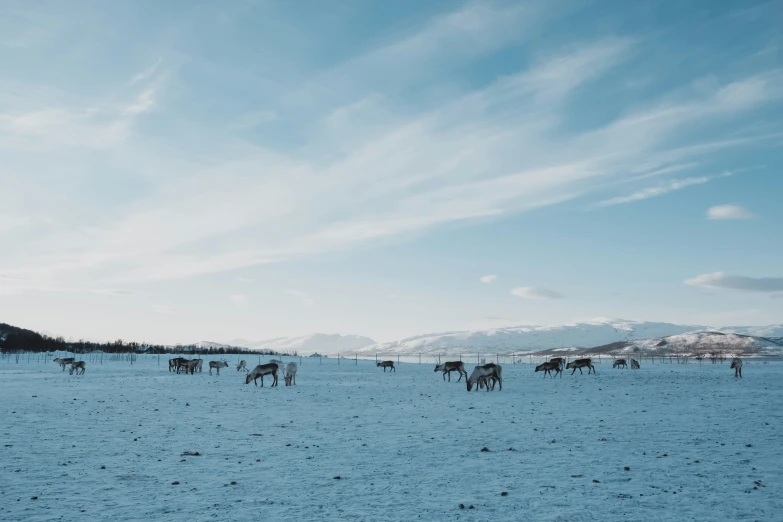 a group of horses standing on top of a snow covered slope