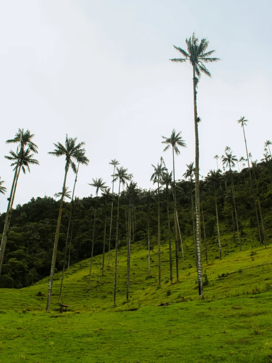 some tall palm trees in a grassy field