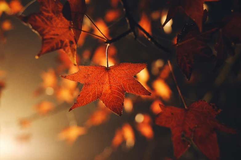 a close up of red leaves on a tree