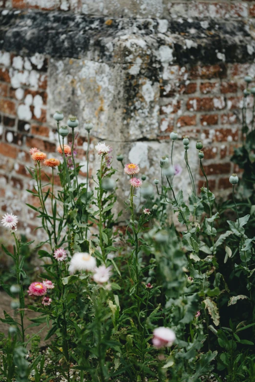 a number of flowers near a wall of a building