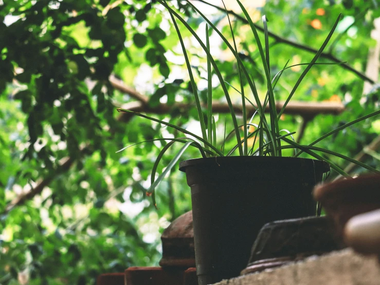 plants are in vases lined up on a shelf