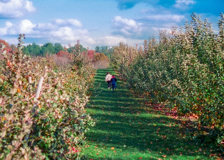 the man is walking through an apple orchard