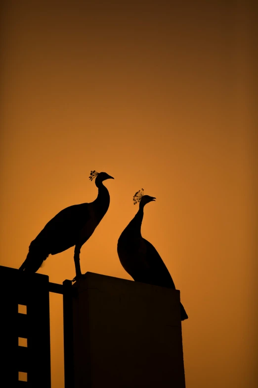 two birds are standing on top of a roof