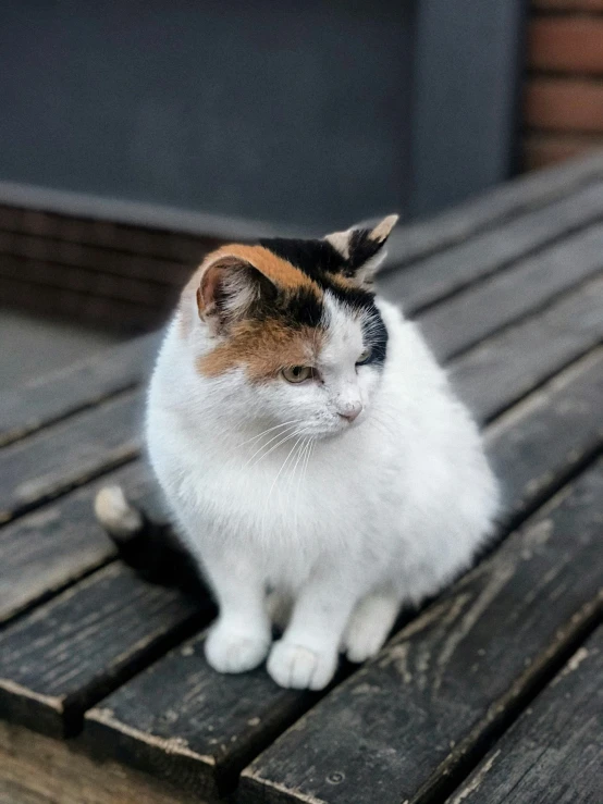 a cat that is sitting on a wooden table